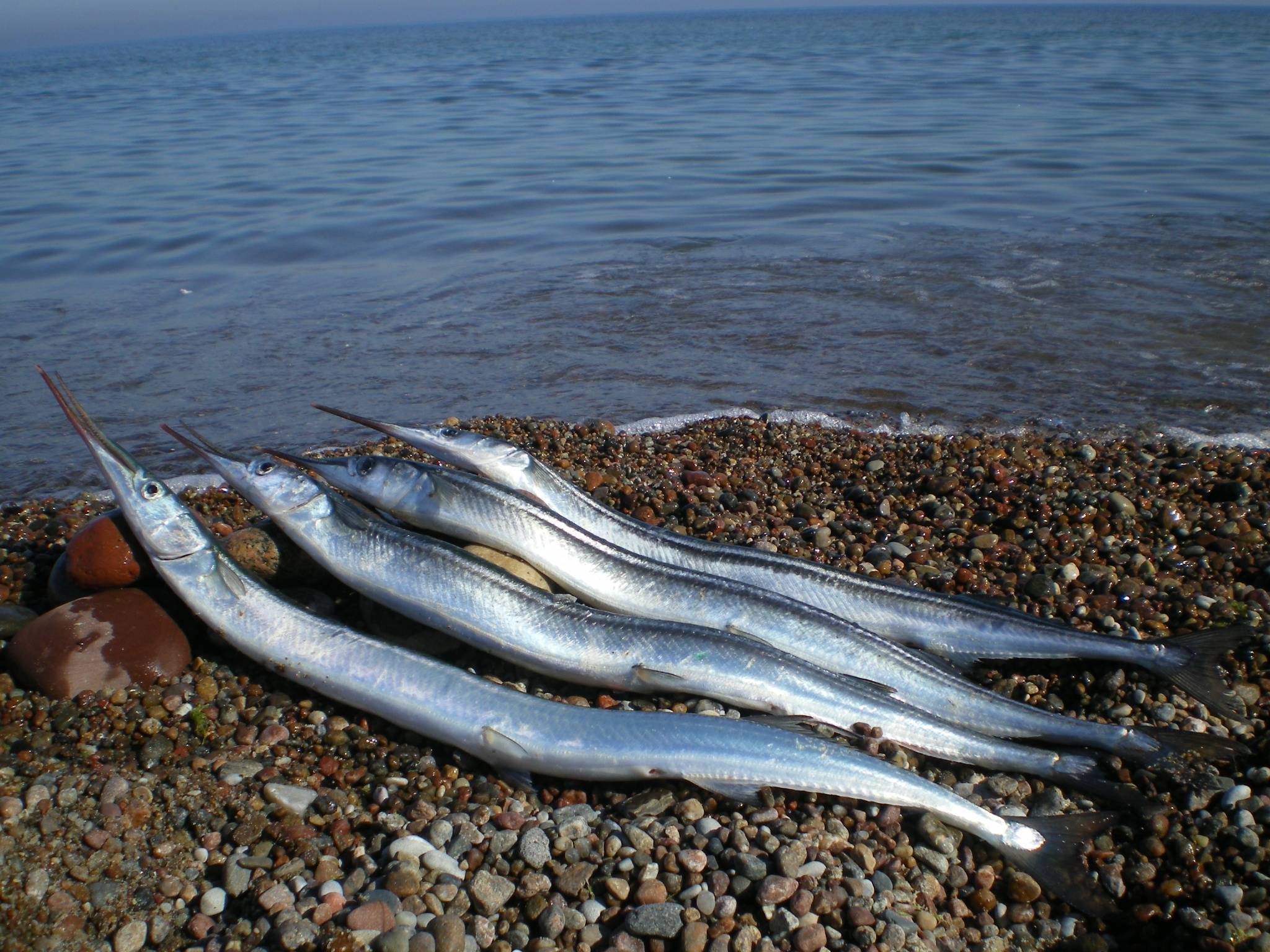 Черноморский сарган: описание вида, блюда из рыбы, полезные свойства