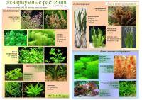 Неприхотливые аквариумные растения