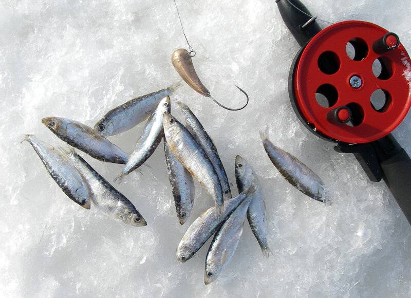 Берш и судак. особенности зимней рыбалки