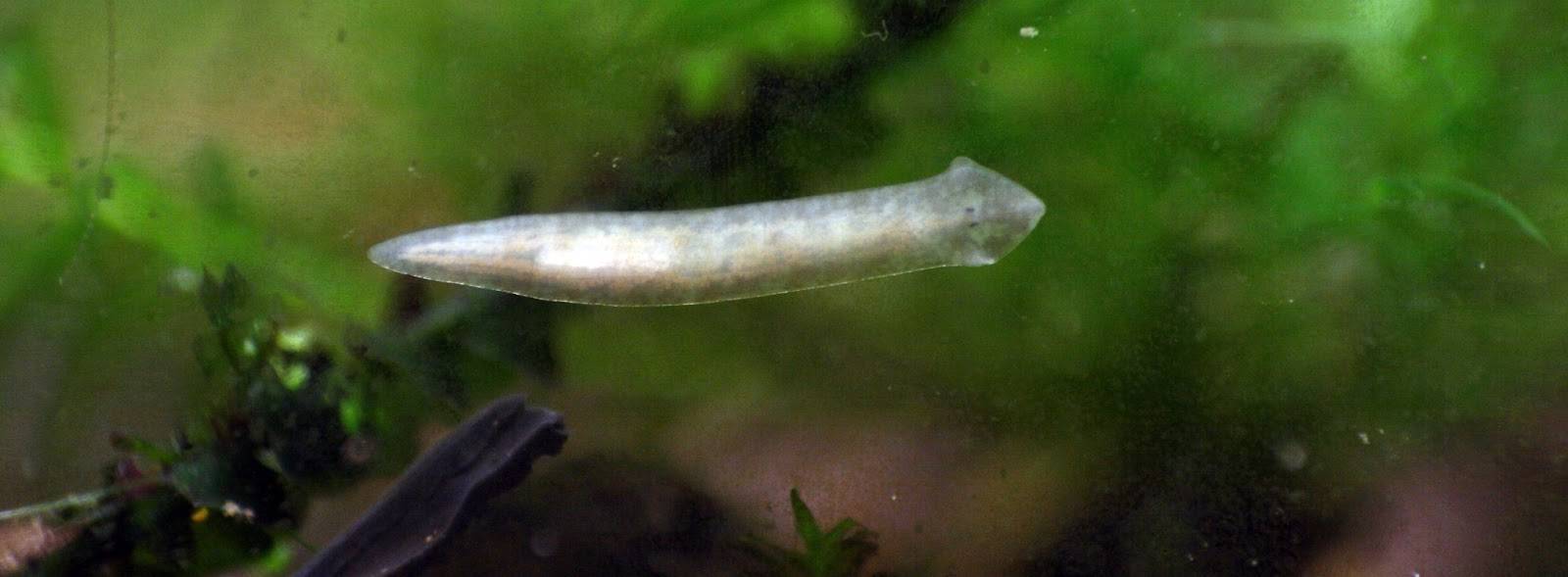 В аквариуме появились тонкие червяки как глисты – нематоды опасны для человека