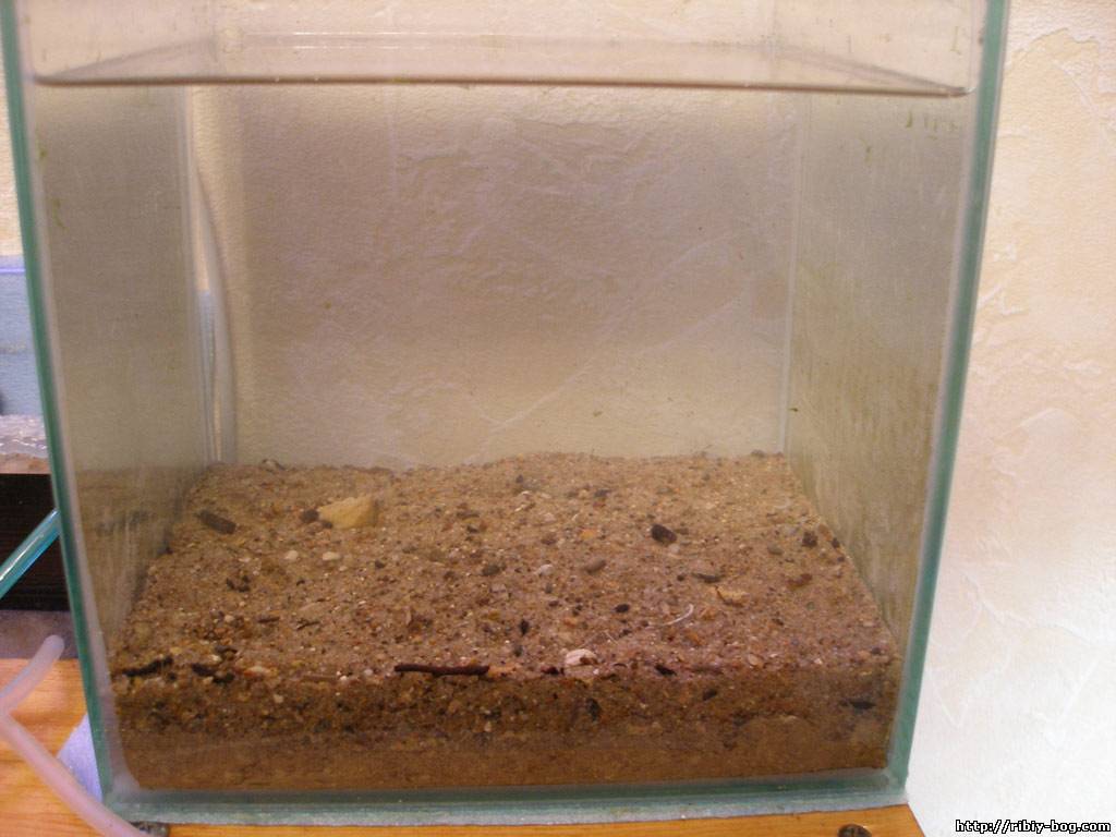 Кварцевый песок для аквариума: плюсы и минус, как чистить