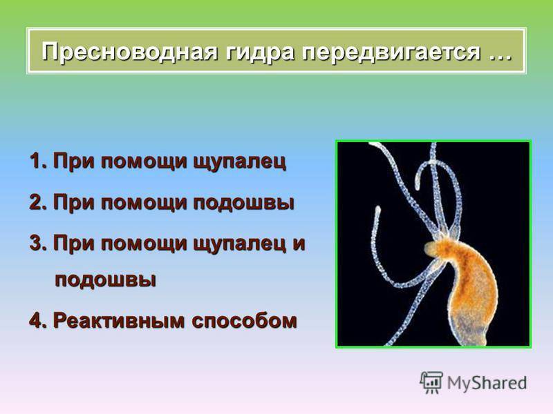 Что такое гидра? пресноводная гидра: строение, размножение :: syl.ru