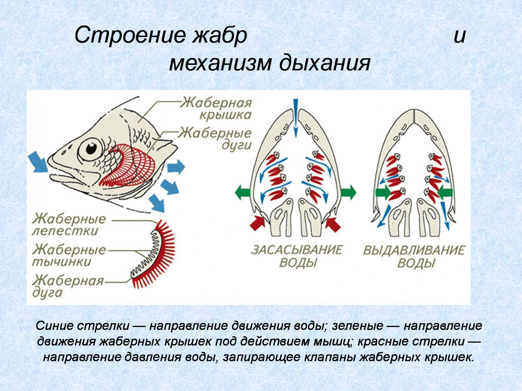 Схема дыхательная система рыб