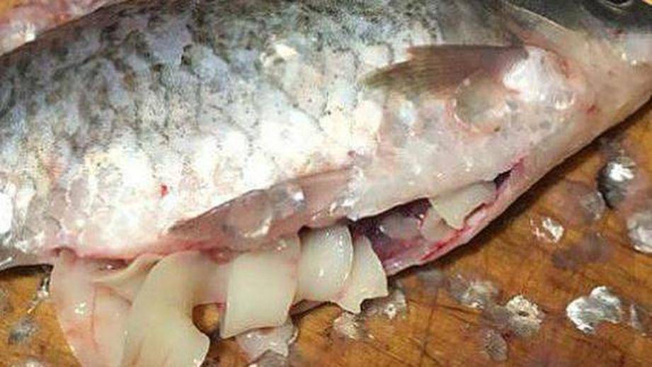 Как выглядит солитёрный лещ и можно ли есть рыбу с ленточным червём