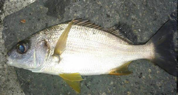Рыба простипома — общая информация и рецепты блюд