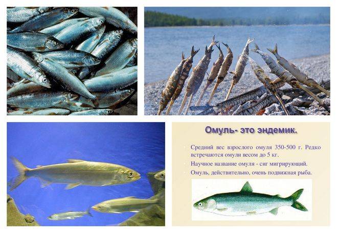 Рыба омуль?: фото и описание. как выглядит омуль?, чем питается и где водится