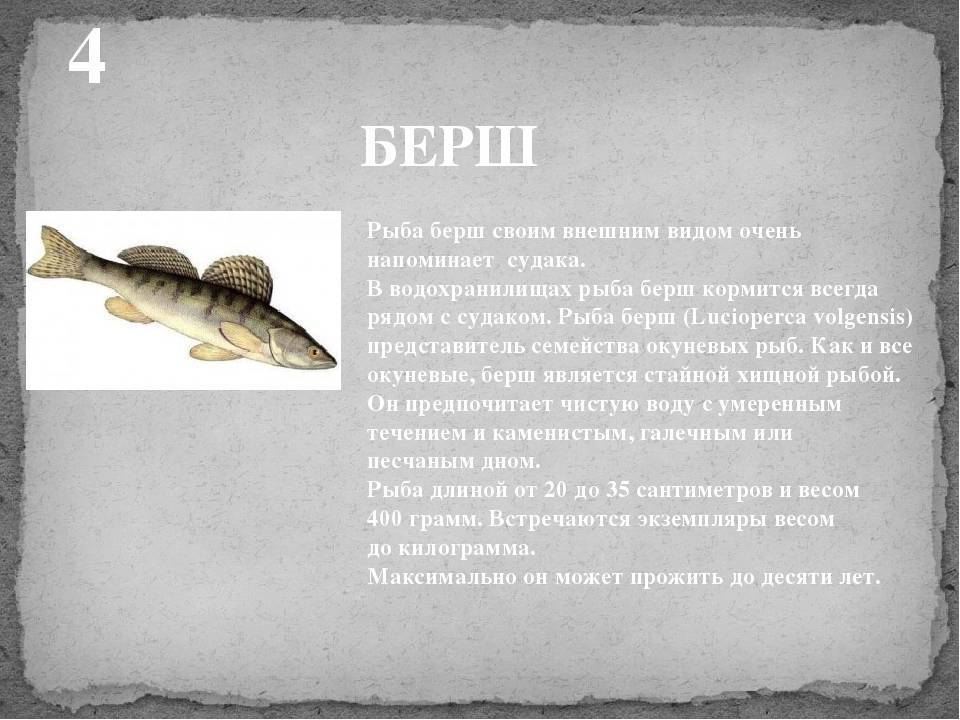 Берш (рыба): где водится, описание, фото