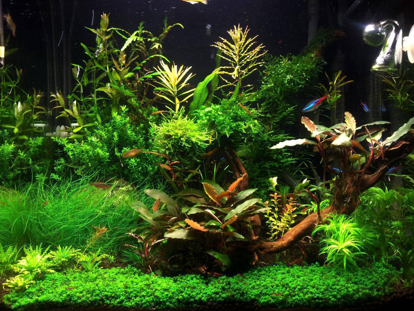 Содержание аквариума без рыб но с растениями - плантофилия
