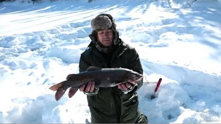 Ловля ленка зимой | особенности рыбалки на ленка со льда