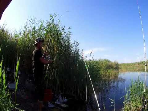 какие рыбы водятся в балхаше. Смотреть фото какие рыбы водятся в балхаше. Смотреть картинку какие рыбы водятся в балхаше. Картинка про какие рыбы водятся в балхаше. Фото какие рыбы водятся в балхаше