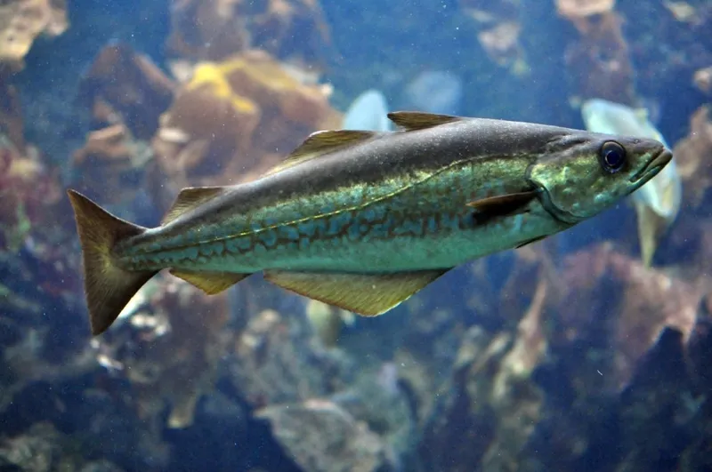 Треска — описание и образ жизни рыбы, рецепты блюд | lovitut.ru (рыбалка и бильярд) | яндекс дзен