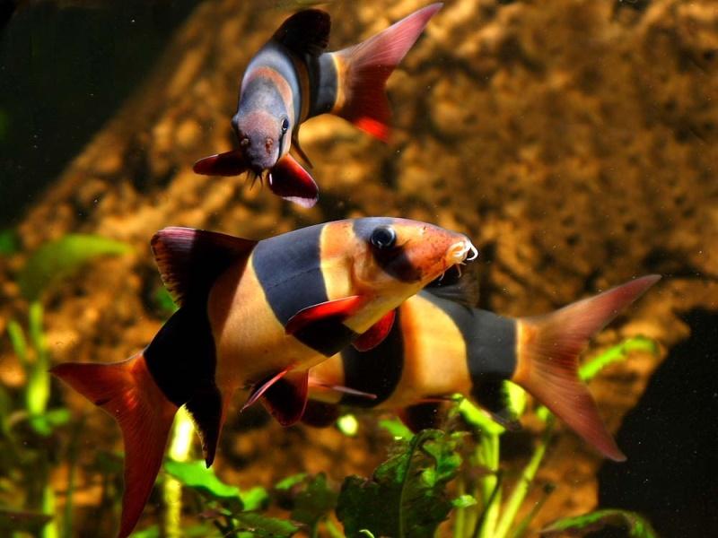 Боция карликовая аквариумная рыбка, содержание, фото