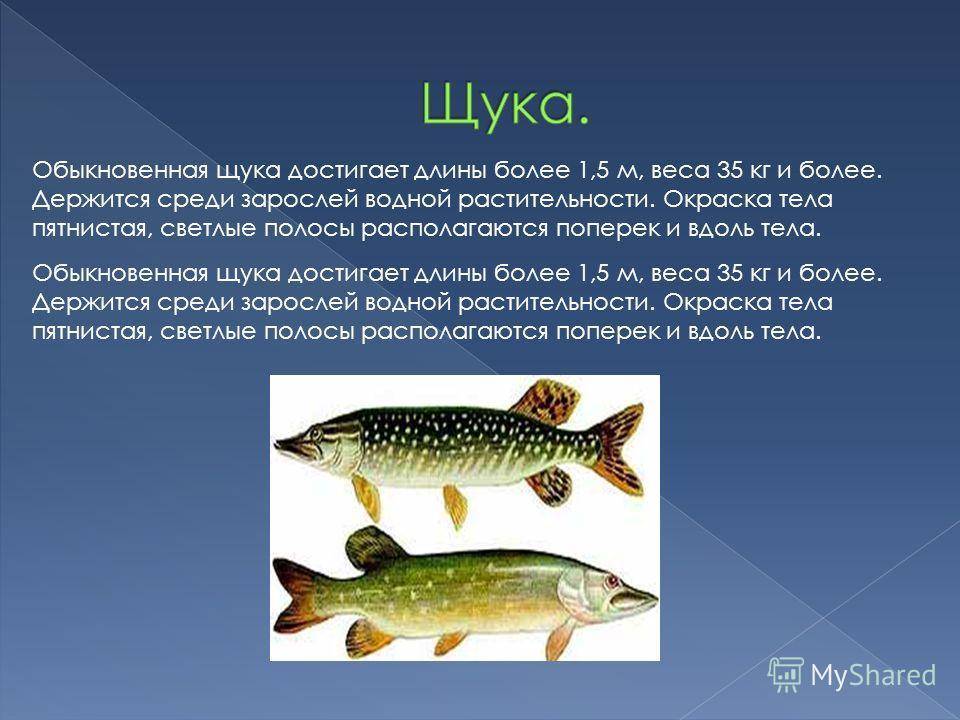 Виды щук. Щука презентация. Окраска туловища щуки. Окраска щуки обыкновенной. Форма тела щуки обыкновенной.