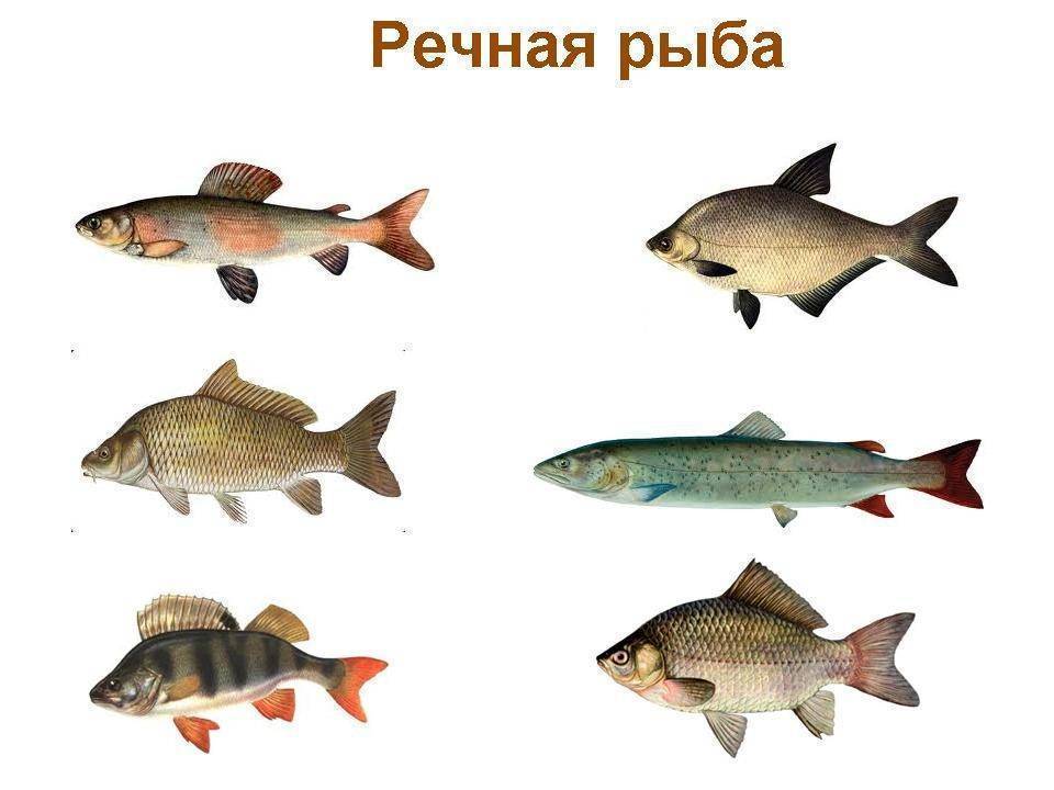 Рыба с красными плавниками (речная): как называется, где водится, виды
