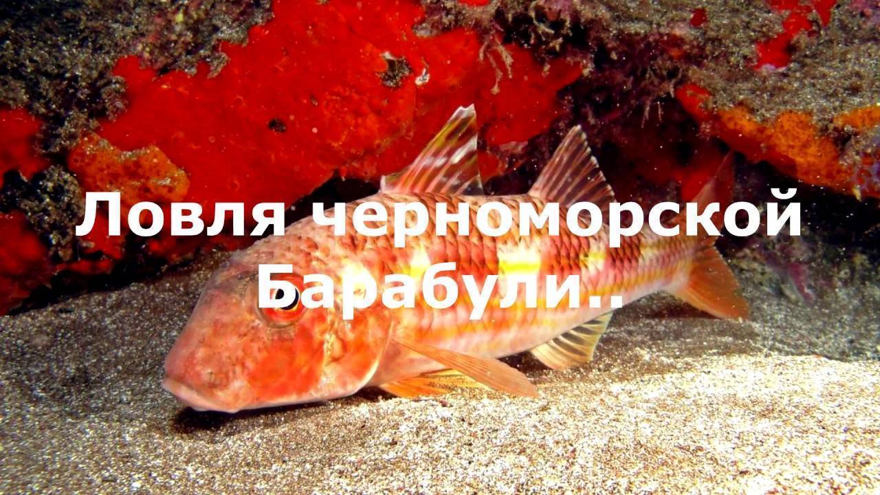 Барабулька черноморская: описание рыбы, фото, чем полезна
