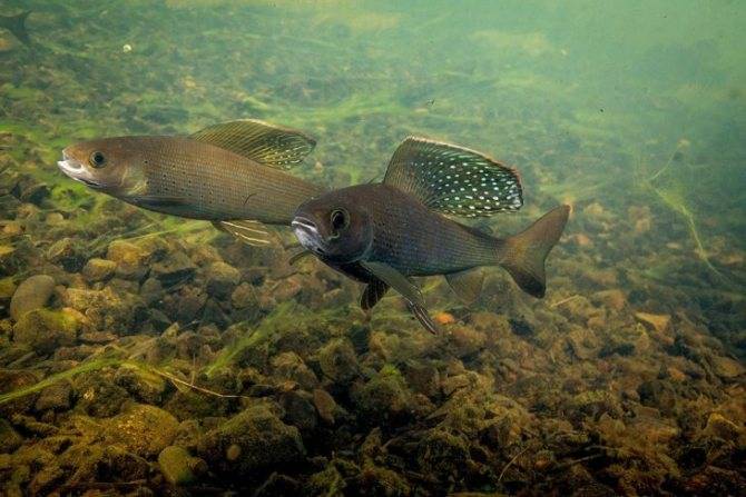 Факты про опасную и ядовитую японскую рыбу фугу