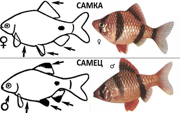 Аквариумная рыбка барбус суматранский: фото, содержание и кормление, размножение и разведение.