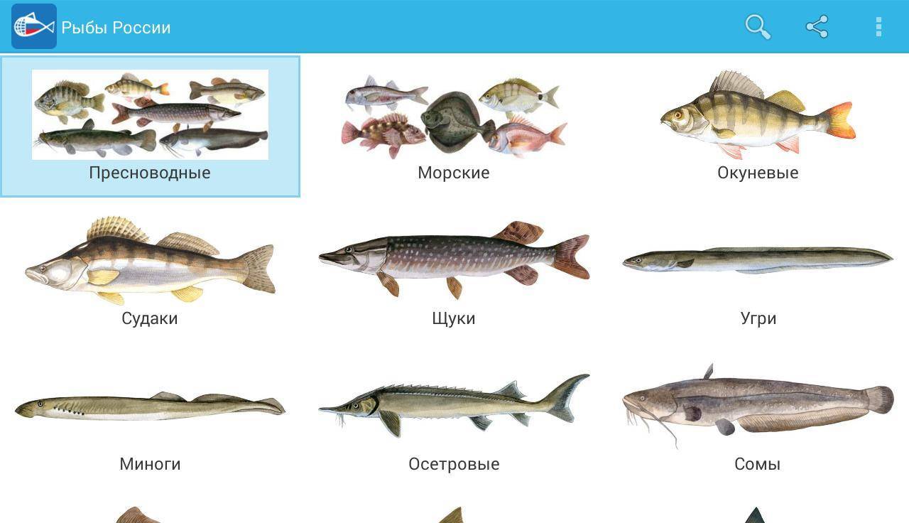 Морская рыба: список, виды и названия