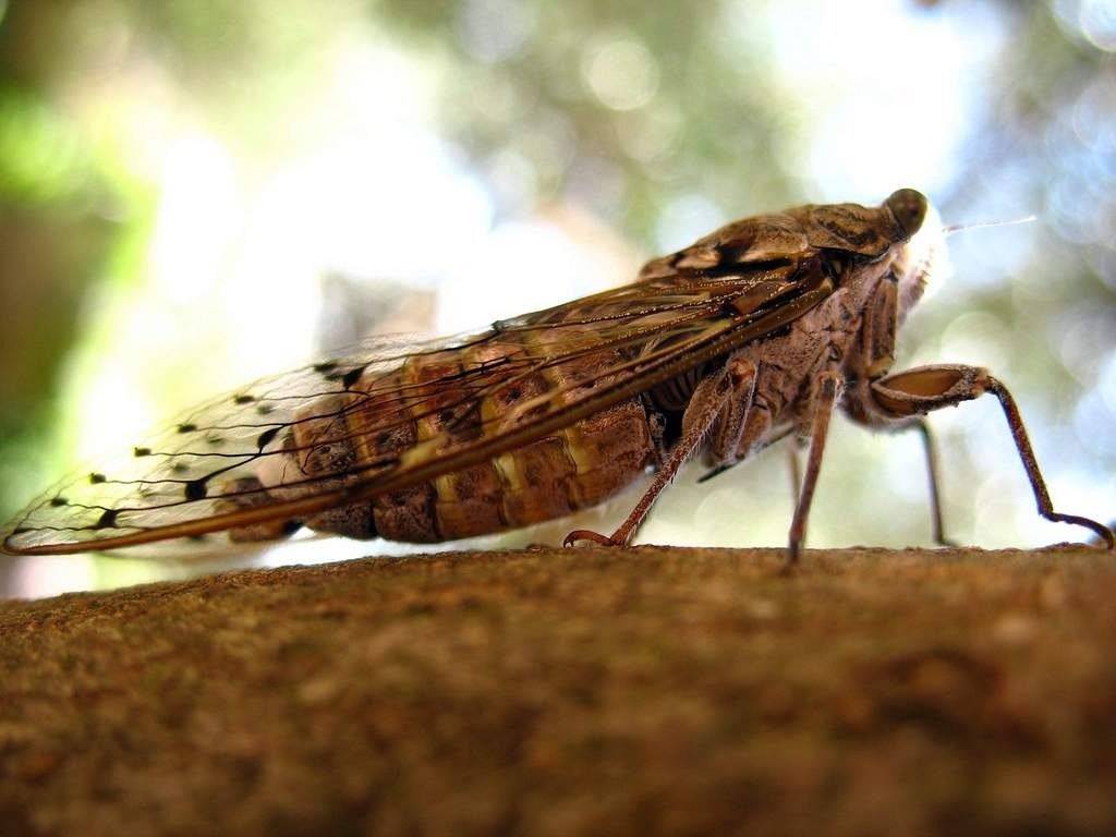 Скарабей жук насекомое. описание, особенности, образ жизни и среда обитания скарабея | живность.ру