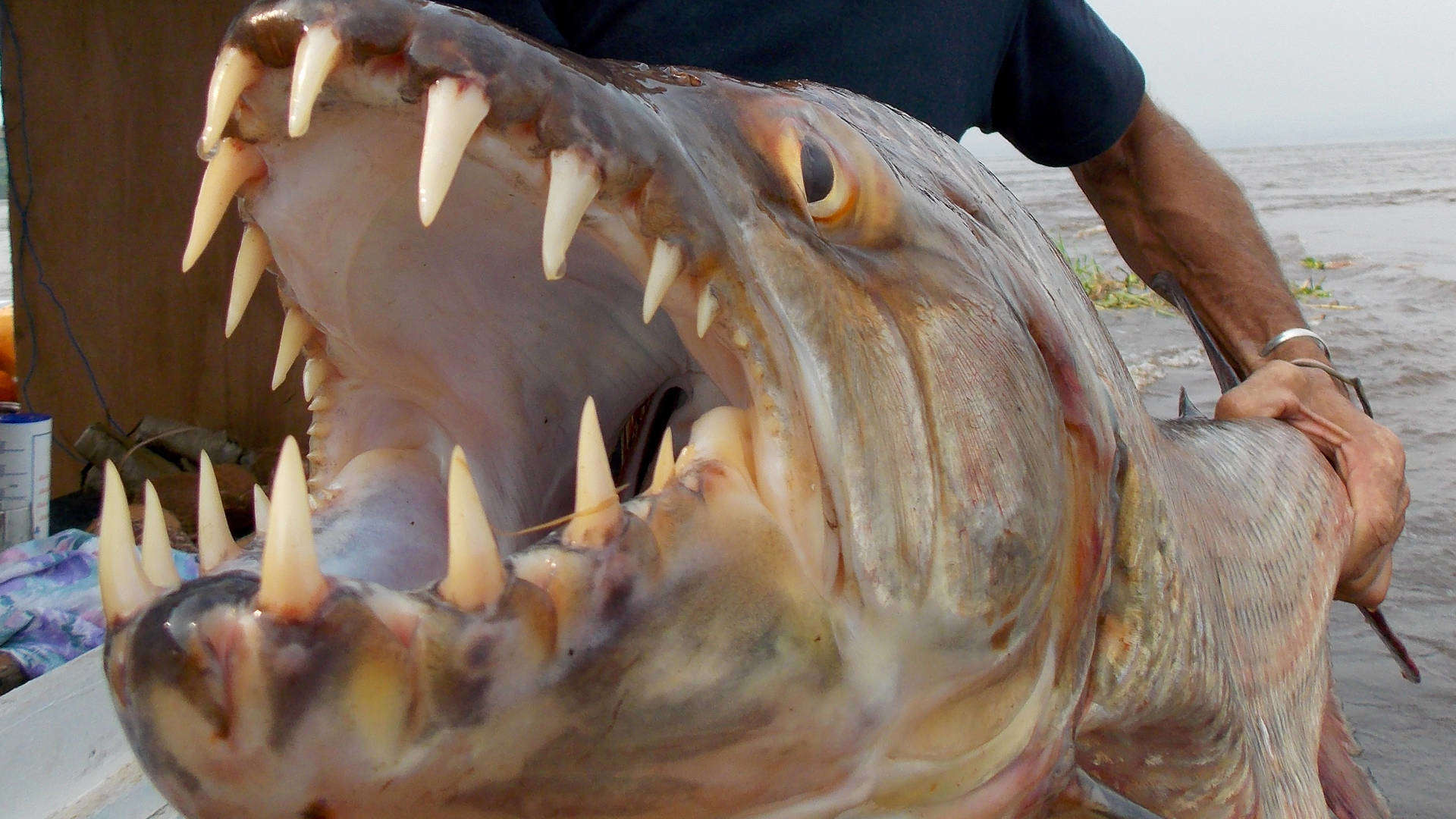 Тигровая рыба голиаф: места обитания, чем питается, рыбалка