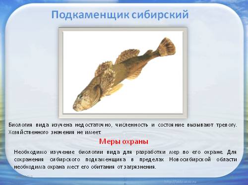 Подробное описание с фото всех животных, включенных в красную книгу россии