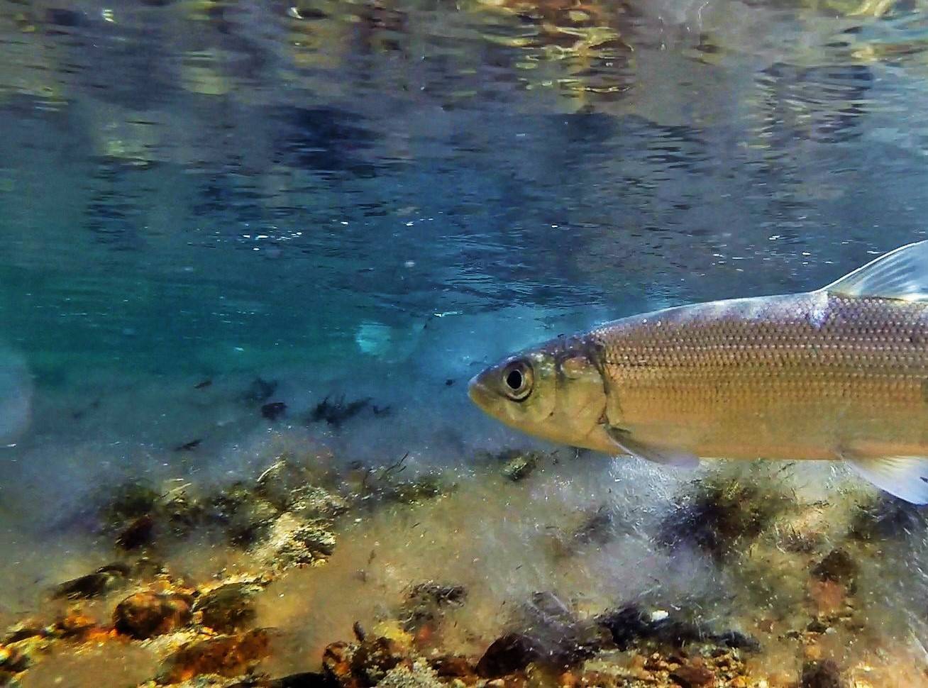 Рыбы байкала: все виды с подробным описанием и фото