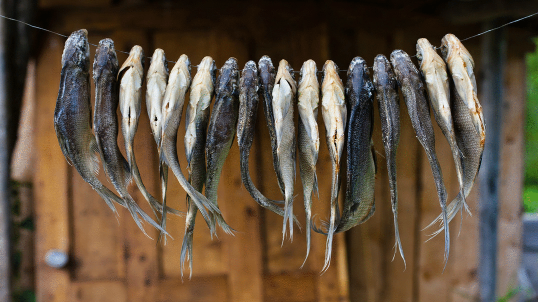 Условия и сроки хранения сушеной рыбы