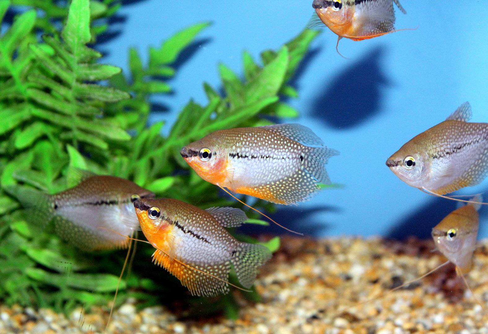 Рыбка гурами: родина, совместимость, чем кормить, сколько живут