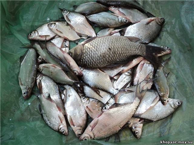 Рыбалка на реке хопер в воронежской области -по областям -рыбалка в воронежской области -рыбалка