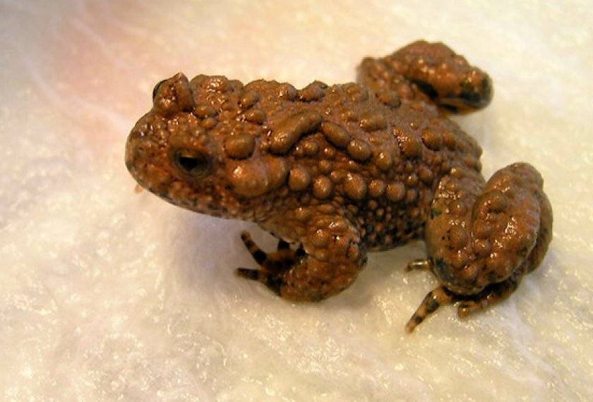 Лягушки, чесночницы и жабы чем питаются, как зимуют — своими руками дом и сад