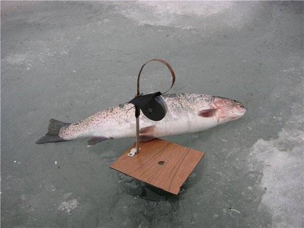 Ловля форели зимой: как правильно и на что ловить рыбу со льда, снасти и приманки