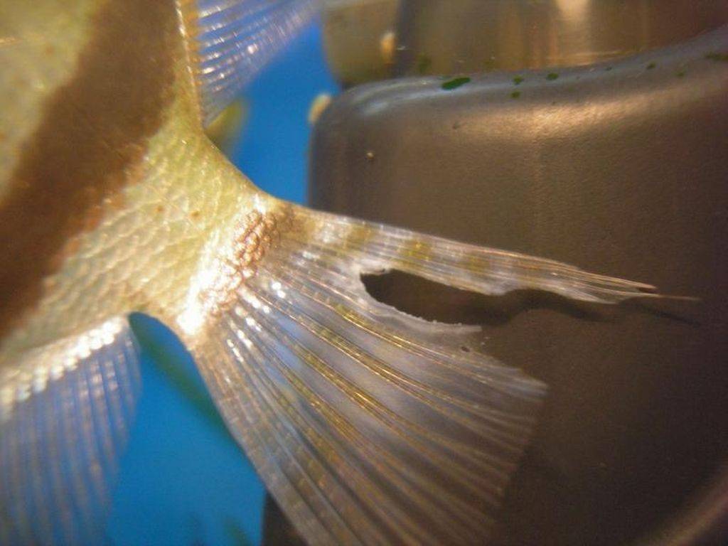 Плавниковая гниль лечение в общем аквариуме