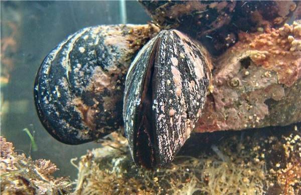 Одноногий паразит. как двустворчатый моллюск выживает за счёт рыб
