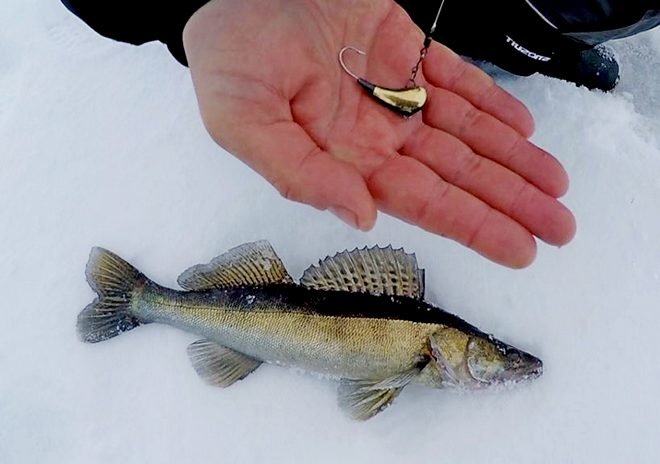 Зимняя ловля судака: все о водоемах, снастях и лучших приманках, а также видео-инструкция о рыбалке со льда