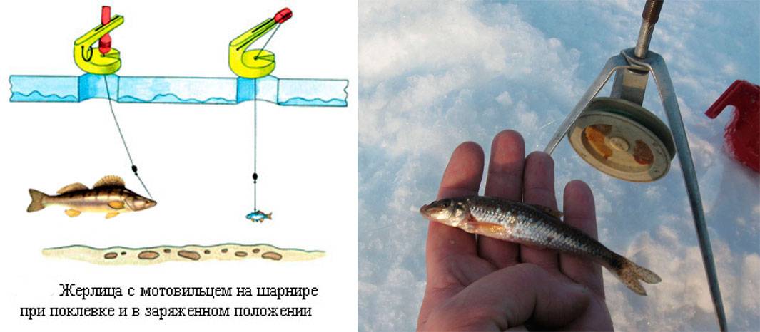 Рыбалка на спиннинг | спиннинг клаб - советы для начинающих рыбаков
ловля судака на жерлицы зимой – как правильно рыбачить