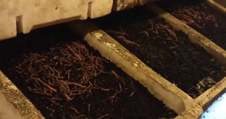 Как разводить дождевых червей на садовом участке
