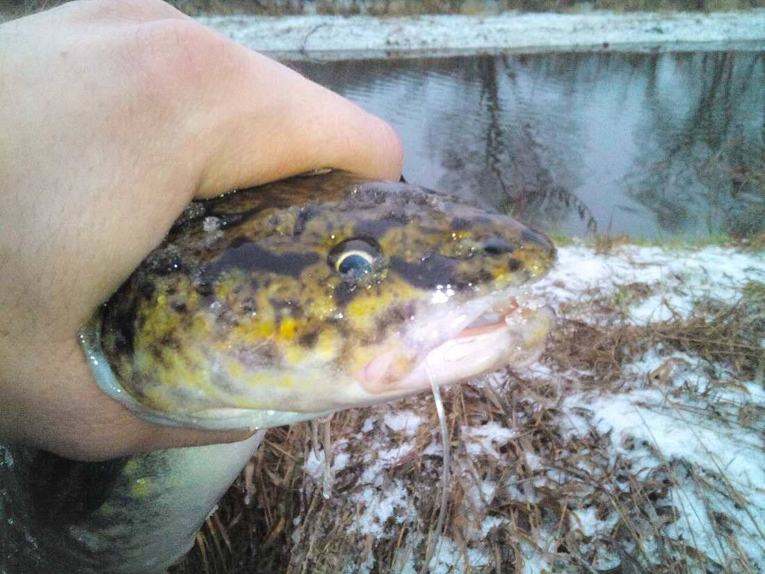 Купить Налим В Г Ижевске