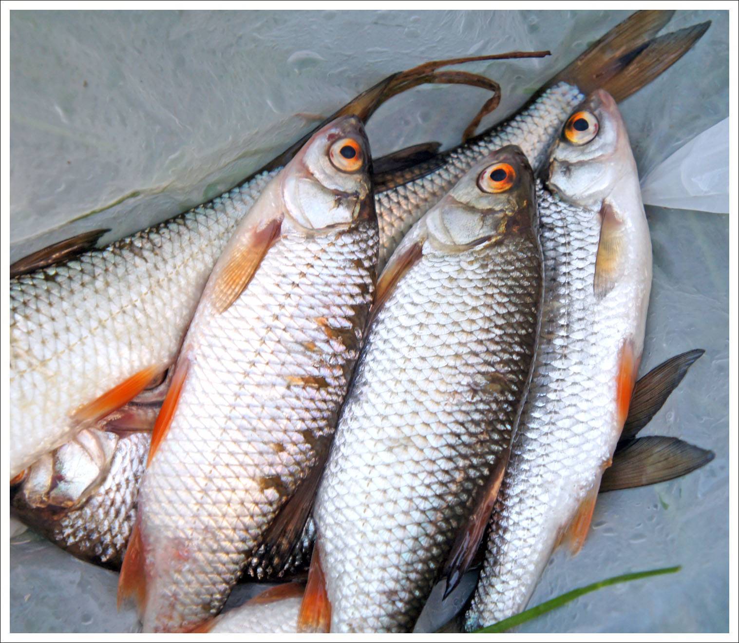 Ротан рыба. описание, особенности и среда обитания рыбы ротан