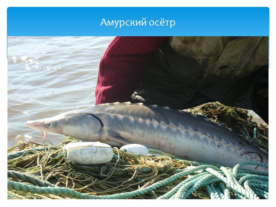 Рыба калуга: эндемик бассейна реки амур