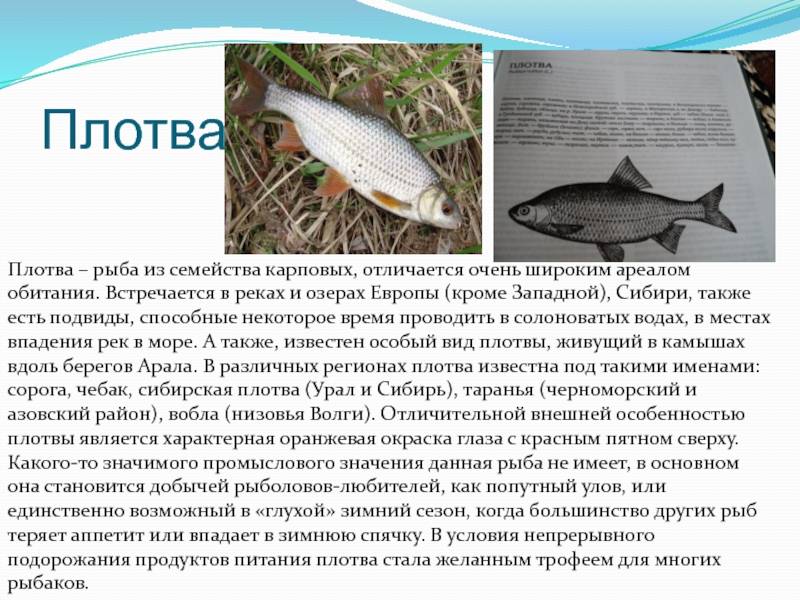 Плотва рыба фото и описание