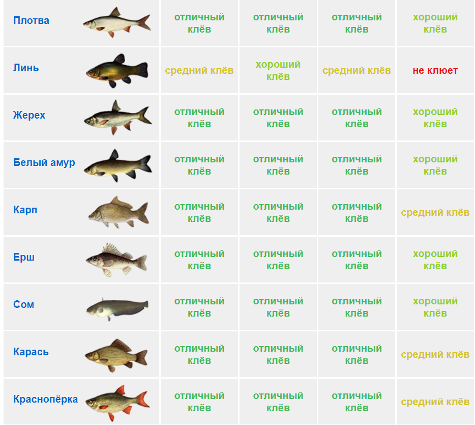 Давление для клева рыбы. Давление для рыбалки. Таблица клева рыбы. Сегодня будет рыба клевать.