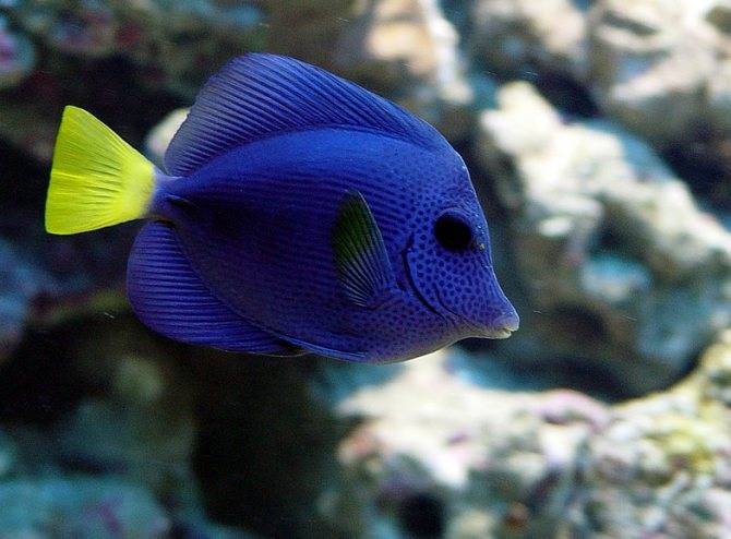 Почему умирают рыбки в аквариуме дома, погибают одна за другой: от чего дохнут, в чем причина и что делать?