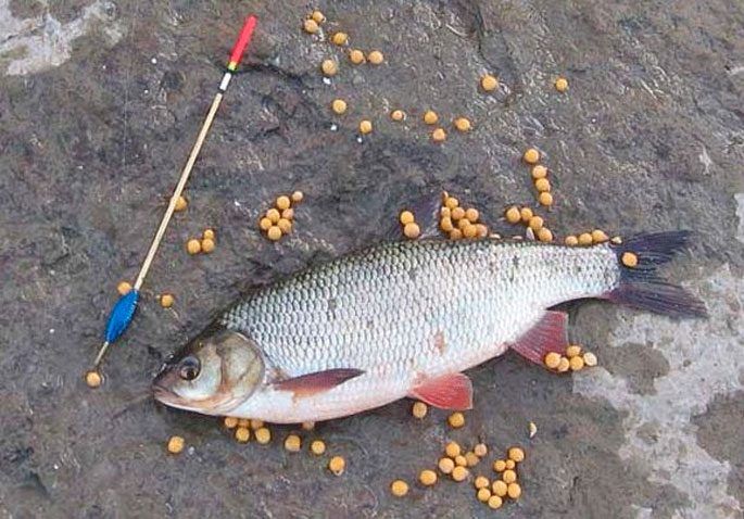 Рыбалка на язя весной и летом | животный мир