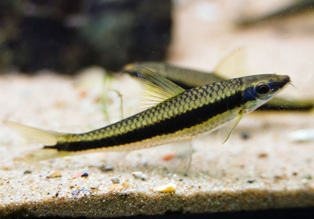 Рыбка сиамский водорослеед: как содержать, чем кормить, размножение, различие