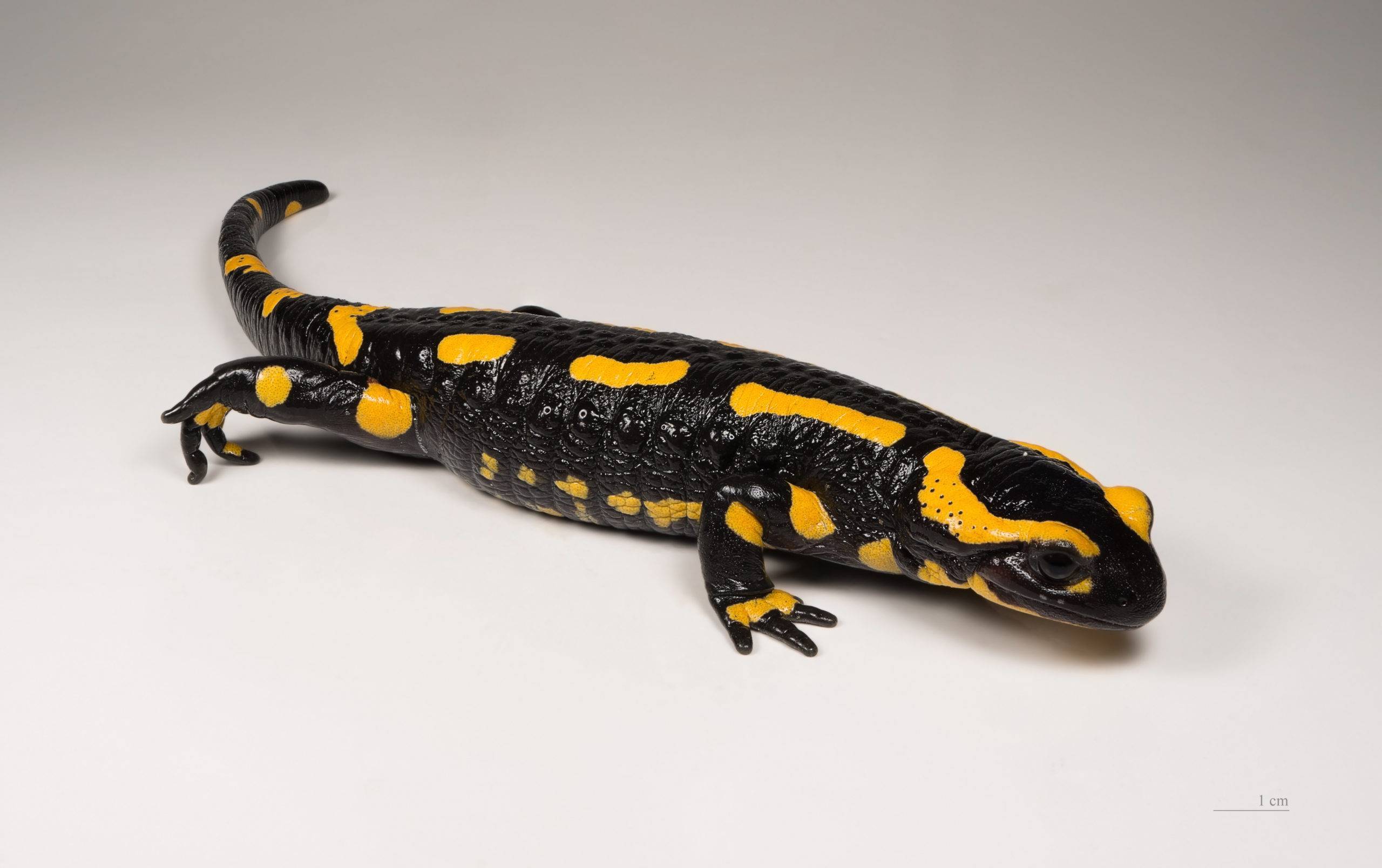 Гигантская сибирская саламандра и другие исчезающие виды сибири