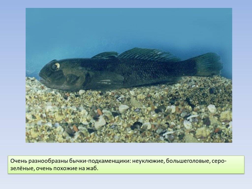 Ротан, или рыба головешка: почему так называется?