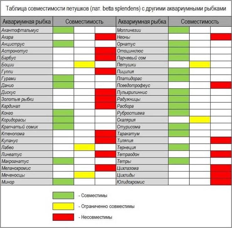 Петухи рыбы совместимость