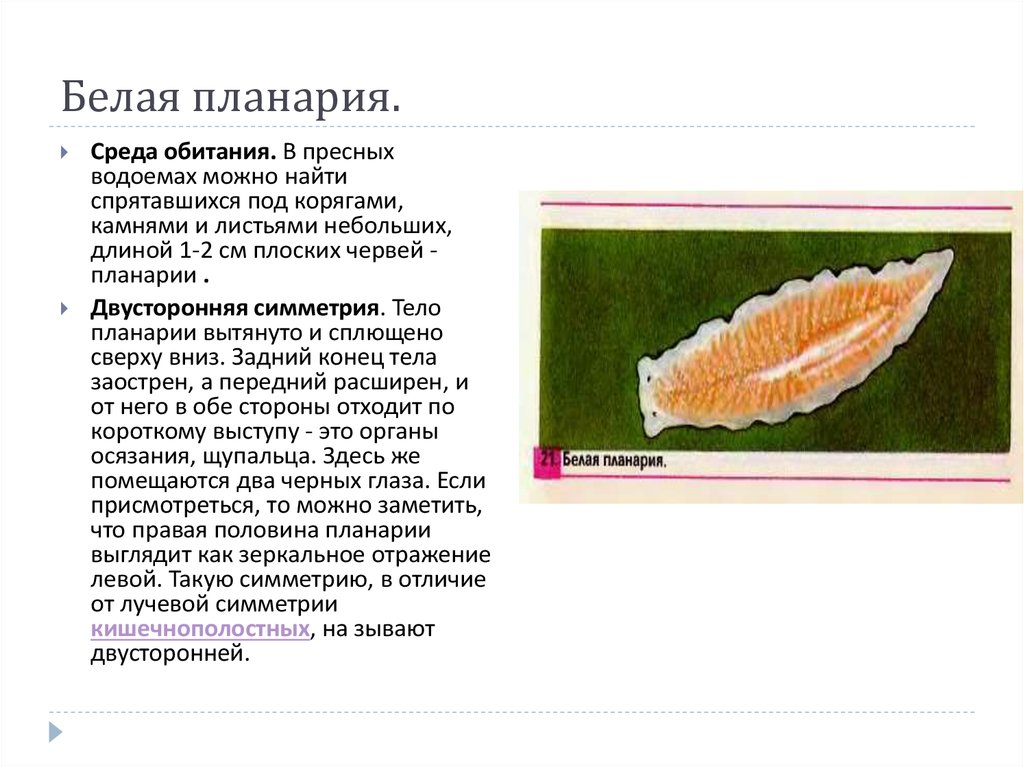 Планария в аквариуме: виды, причины появления и как избавиться - ribulki.ru