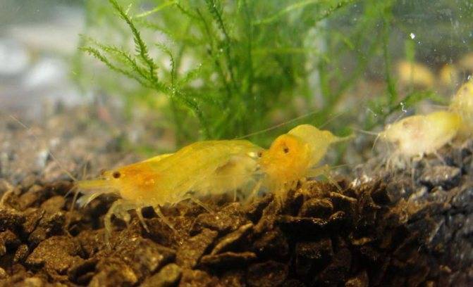 Креветки аквариумные: содержание и уход, размножение, чем кормить и совместимость с другими рыбами, как отличить самку от самца и какие растения нужны