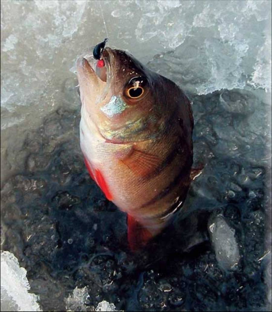 Мормышки на окуня для зимней рыбалки. виды, как выбрать
